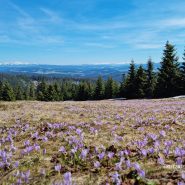 Rysianka, Beskid Żywiecki